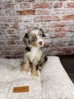Rigatoni BLUE EYES, a male Miniature Bernedoodle and Miniature Aussiedoodle for sale in Tampa, FL – 2 of 10