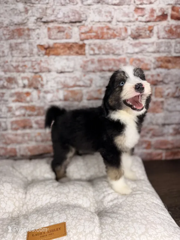 Gnocchi BLUE EYE – Miniature Bernedoodle, Miniature Aussiedoodle puppy for sale in Tampa, FL