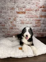 Gnocchi BLUE EYE, a male Miniature Bernedoodle and Miniature Aussiedoodle for sale in Tampa, FL – 5 of 5