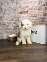 Neapolitan BLUE EYES, a male Miniature Bernedoodle and Miniature Aussiedoodle for sale in Tampa, FL – 3 of 4