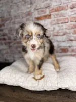 Rigatoni BLUE EYES, a male Miniature Bernedoodle and Miniature Aussiedoodle for sale in Tampa, FL – 7 of 10