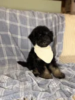 Tortugas, a male Miniature Bernedoodle for sale in Tampa, FL – 3 of 6
