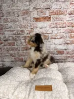 Rigatoni BLUE EYES, a male Miniature Bernedoodle and Miniature Aussiedoodle for sale in Tampa, FL – 9 of 10