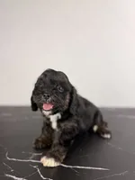 Woody, a male Cavapoo for sale in Tampa, FL – 2 of 2