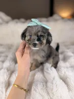 Cupcake BLUE EYES, a female Miniature Bernedoodle and Miniature Aussiedoodle for sale in Tampa, FL – Photo 6 of 7