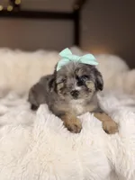 Cupcake BLUE EYES, a female Miniature Bernedoodle and Miniature Aussiedoodle for sale in Tampa, FL – Photo 7 of 7