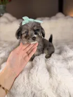 Cupcake BLUE EYES, a female Miniature Bernedoodle and Miniature Aussiedoodle for sale in Tampa, FL – Photo 5 of 7