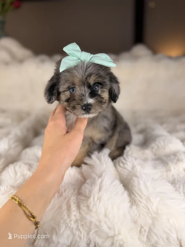 Cupcake BLUE EYES – Miniature Bernedoodle, Miniature Aussiedoodle puppy for sale in Tampa, FL