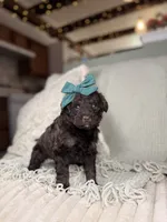 Vesta, a female Miniature Aussiedoodle for sale in Tampa, FL – Photo 4 of 7