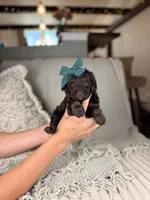 Vesta, a female Miniature Aussiedoodle for sale in Tampa, FL – Photo 3 of 7