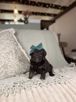 Vesta, a female Miniature Aussiedoodle for sale in Tampa, FL – Photo 1 of 7