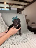 Vesta, a female Miniature Aussiedoodle for sale in Tampa, FL – Photo 6 of 7