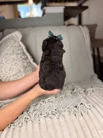 Vesta, a female Miniature Aussiedoodle for sale in Tampa, FL – Photo 7 of 7