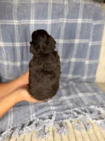 Chex, a male Miniature Aussiedoodle for sale in Tampa, FL – Photo 4 of 4