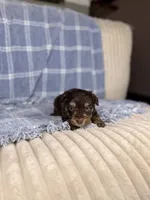 Chex, a male Miniature Aussiedoodle for sale in Tampa, FL – Photo 3 of 4