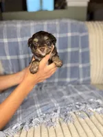 Chex, a male Miniature Aussiedoodle for sale in Tampa, FL – Photo 2 of 4