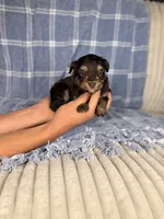 Chex, a male Miniature Aussiedoodle for sale in Tampa, FL – Photo 1 of 4