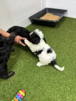 Jessie, a female Cavapoo for sale in Tampa, FL – 2 of 3