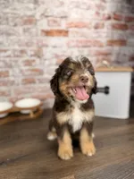 Linguine , a male Miniature Bernedoodle and Miniature Aussiedoodle for sale in Tampa, FL – 3 of 5