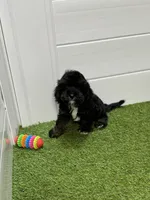 Woody, a male Cavapoo for sale in Tampa, FL – 3 of 3