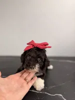 Bo Peep, a female Aussiedoodle and Cockapoo for sale in Tampa, FL – 2 of 3