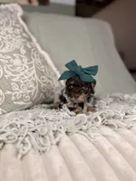 Juno, a female Miniature Aussiedoodle for sale in Tampa, FL – Photo 5 of 5