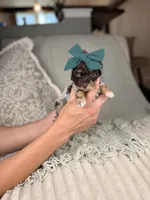 Juno, a female Miniature Aussiedoodle for sale in Tampa, FL – Photo 3 of 5