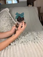 Juno, a female Miniature Aussiedoodle for sale in Tampa, FL – Photo 1 of 5