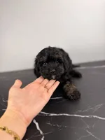 Buzz, a male Cavapoo for sale in Tampa, FL – 2 of 3