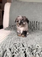 Wasabi, a male Miniature Bernedoodle and Miniature Aussiedoodle for sale in Tampa, FL – Photo 2 of 4