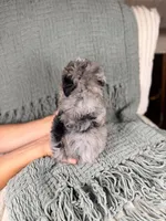 Wasabi, a male Miniature Bernedoodle and Miniature Aussiedoodle for sale in Tampa, FL – Photo 4 of 4