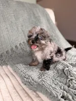 Wasabi, a male Miniature Bernedoodle and Miniature Aussiedoodle for sale in Tampa, FL – Photo 3 of 4