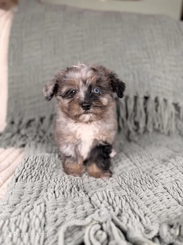 Wasabi – Miniature Bernedoodle, Miniature Aussiedoodle puppy for sale in Tampa, FL