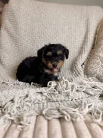Largo, a male Miniature Bernedoodle for sale in Tampa, FL – 6 of 7