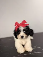 Jessie, a female Cavapoo for sale in Tampa, FL – 2 of 6
