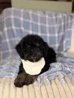 Tortugas, a male Miniature Bernedoodle for sale in Tampa, FL – 5 of 6