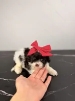 Molly, a female Aussiedoodle and Cockapoo for sale in Tampa, FL – 5 of 5