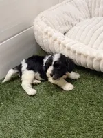 Barbie FREE to guardian, a female Cavapoo for sale in Tampa, FL – 5 of 5