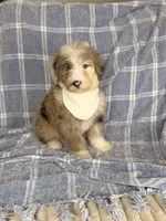 Palm, a male Aussiedoodle for sale in Tampa, FL – 1 of 5