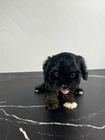 Woody, a male Cavapoo for sale in Tampa, FL – 3 of 4