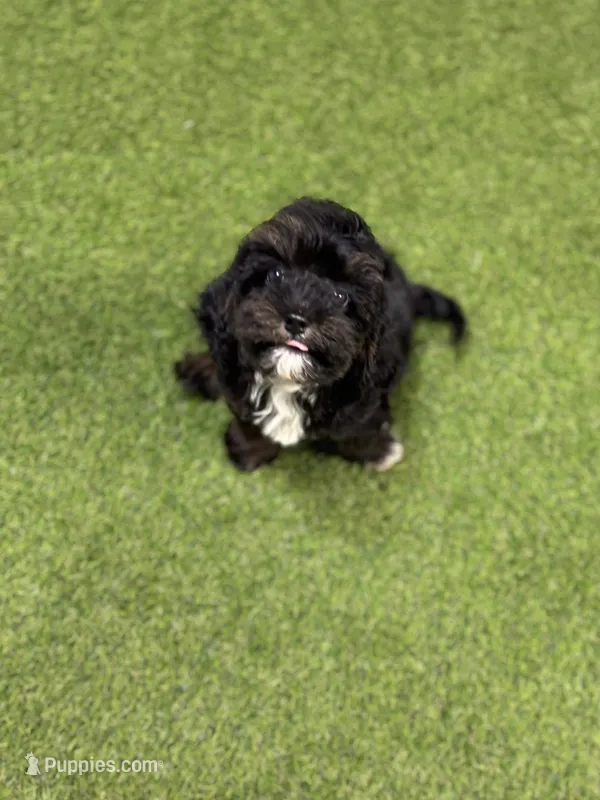 Woody – Cavapoo puppy for sale in Tampa, FL