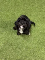 Woody, a male Cavapoo for sale in Tampa, FL – 1 of 3