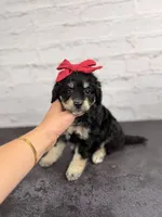 Raven, a female Miniature Bernedoodle for sale in Tampa, FL – 4 of 4