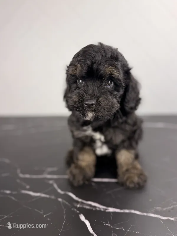 Buzz – Cavapoo puppy for sale in Tampa, FL
