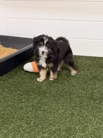 Ravioli , a male Miniature Bernedoodle and Miniature Aussiedoodle for sale in Tampa, FL – 3 of 10