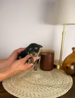 Noodle CLEAR MICRO, a male Miniature Bernedoodle for sale in Tampa, FL – Photo 3 of 5