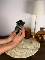 Noodle CLEAR MICRO, a male Miniature Bernedoodle for sale in Tampa, FL – Photo 5 of 5