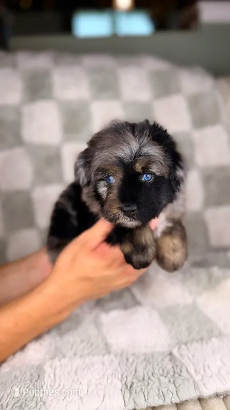 Cannoli (Blue Eyes) – Miniature Bernedoodle, Miniature Aussiedoodle puppy for sale in Tampa, FL