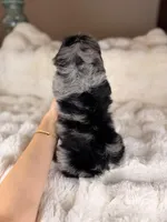 Cannoli (Blue Eyes), a male Miniature Bernedoodle and Miniature Aussiedoodle for sale in Tampa, FL – Photo 5 of 5