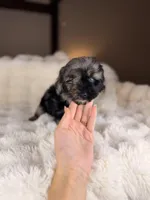 Cannoli (Blue Eyes), a male Miniature Bernedoodle and Miniature Aussiedoodle for sale in Tampa, FL – Photo 4 of 5
